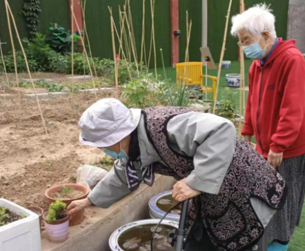封闭管理期间，北京这个养老院的“开心菜园”为老人“治心病”